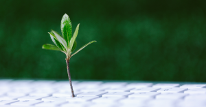 Young plant sprouting from a keyboard, symbolizing sustainable technology.